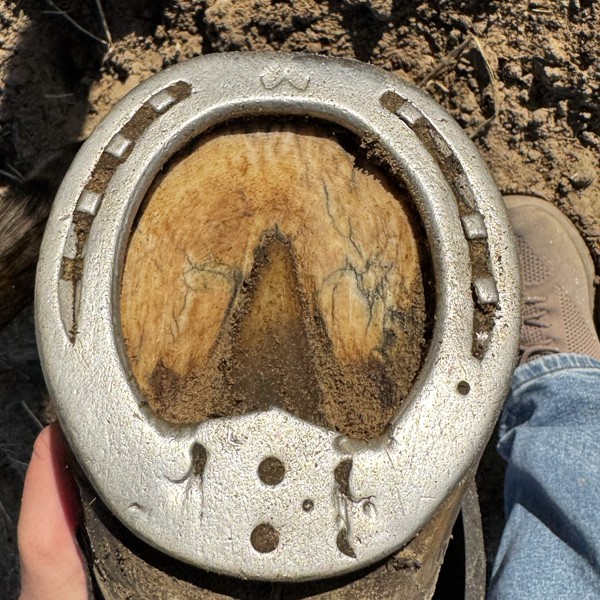 A horse's shod hoof